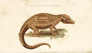 Seba: Ceylon crocodile var. from Seba
