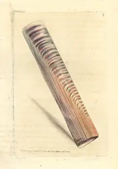 Elford: Ceylon razor-shell, Solen ceylonensis