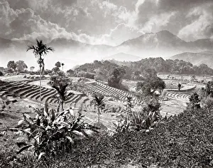 Paddy: Ceylon - rice paddy fields, terraces, near Badulla
