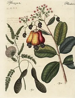Occidentale: Ceylon satinwood and cashew nut trees