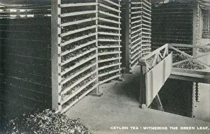 Withering: Ceylon Tea - withering the green leaf - Sri Lanka