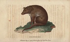 Ceylonese: Ceylonese dog, Canis ceylonicus