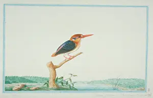 1722 C: Ceyx erithaca, Oriental dwarf kingfisher