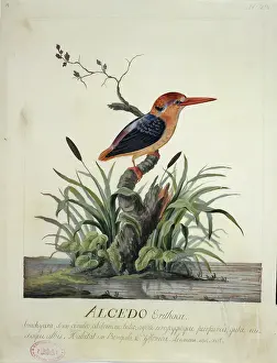 Kingfisher: Ceyx erithaca, oriental dwarf kingfisher