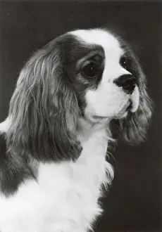 Feb24: Ch. Alansmere Pierre