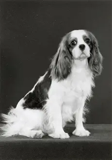 Scarlett: Ch. Alansmere Scarlett O'Hara