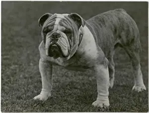 Basford: CH. Basford Revival bulldog