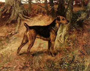 Airedale: Ch. Dumbarton Lass
