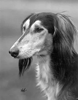 Saluki: Ch Gulshere - Saluki