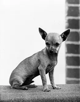 Chihuahua: Ch Rozavel Diaz, Chihuahua