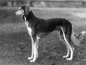Saluki: Ch Sarona Gulshere