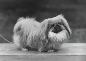 Misses: Ch. Tul Tuo of Alderbourne