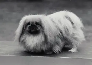 Misses: Ch. Tul Tuo of Alderbourne