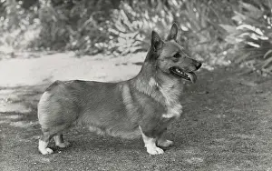 Pembroke: Ch. Zephyr of Brome