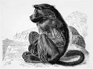 Cynocephalus: CHACMA BABOON (MUTZEL)