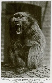 Papio: Chacma Baboon (papio porcarius)
