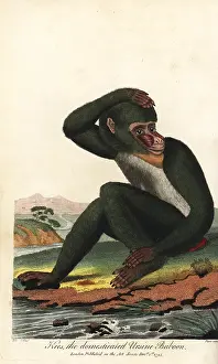 Vaillant: Chacma baboon, Papio ursinus