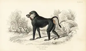 Baboon: Chacma baboon, Papio ursinus