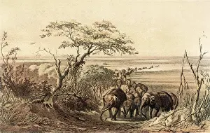 Chad: CHAD/LAKE CHAD/ELEPHANTS