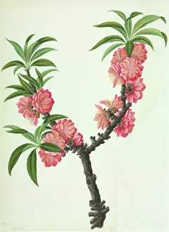 Cultivar: Chaenomeles cv