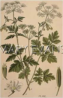 Chervil: CHAEROPHYLLUM TEMULUM