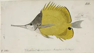Perciform: Chaetodon aculeatus, longsnout butterflyfish