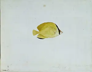 Chaetodon: Chaetodon citrinellus, citron butterflyfish
