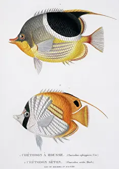 Isidore: Chaetodon ephippium, Chaetodon ocellatus