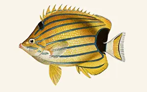 Vivid: Chaetodon Fremblii