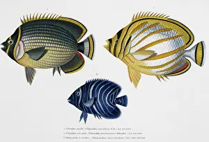 Isidore: Chaetodon sp. butterflyfish
