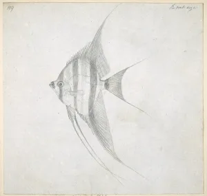 Streamer: Chaetodon sp. butterflyfish