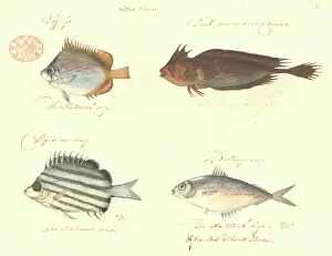Stripey: Chaetodon sp. Cristiceps aurantiacus, Microcanthus joyceae