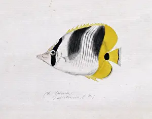 Chaetodon: Chaetodon ulietensis, Pacific double-saddle butterflyfish