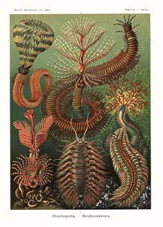 Glitsch: Chaetopoda or annelid ringed worms