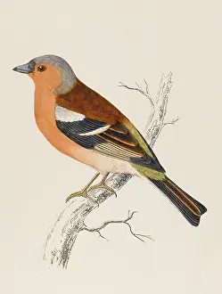 Finches: CHAFFINCH