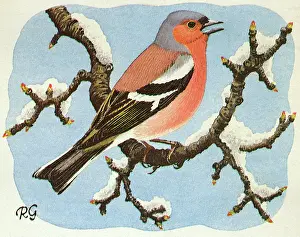 Fringilla: Chaffinch
