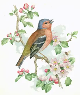 Hopking: Chaffinch on apple blossom