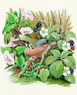 Blackberries: Chaffinch with blackberries and convolvulus etc