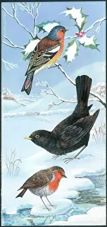 Blackbird: Chaffinch, blackbird and robin in the snow