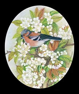Rogerson: Chaffinch on Blossom