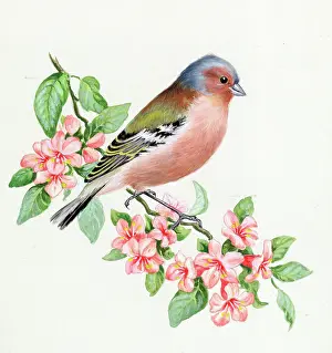 Chaffinch: Chaffinch on blossom