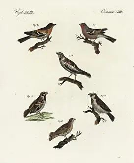 Nivalis: Chaffinch, brambling, white-winged snowfinch, and sparrows