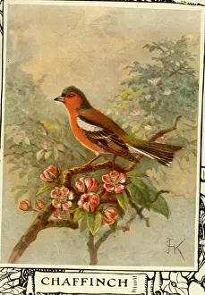 Chaffinch: Chaffinch on a branch
