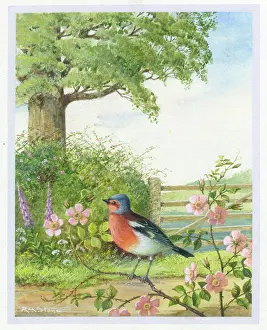 Chaffinch: Chaffinch on a branch of wild rose