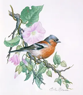 Chaffinches: Chaffinch on convolvulus