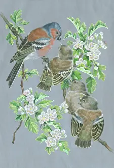 Chaffinch: Chaffinch feeding three young on hawthorn