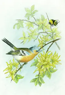 Forsythia: Chaffinch on forsythia with bumble bee