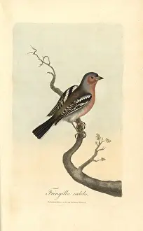 Fringilla: Chaffinch, Fringilla coelebs