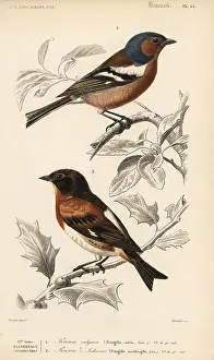 Fringilla: Chaffinch, Fringilla coelebs, and brambling