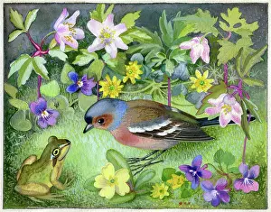Anemones: Chaffinch and frog amongst wild flowers